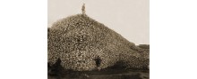 In 1892, a pile of American bison skulls waiting to be ground for fertilizer. Photo courtesy of Burton Historical Collection, Detroit Public Library via Wikimedia   